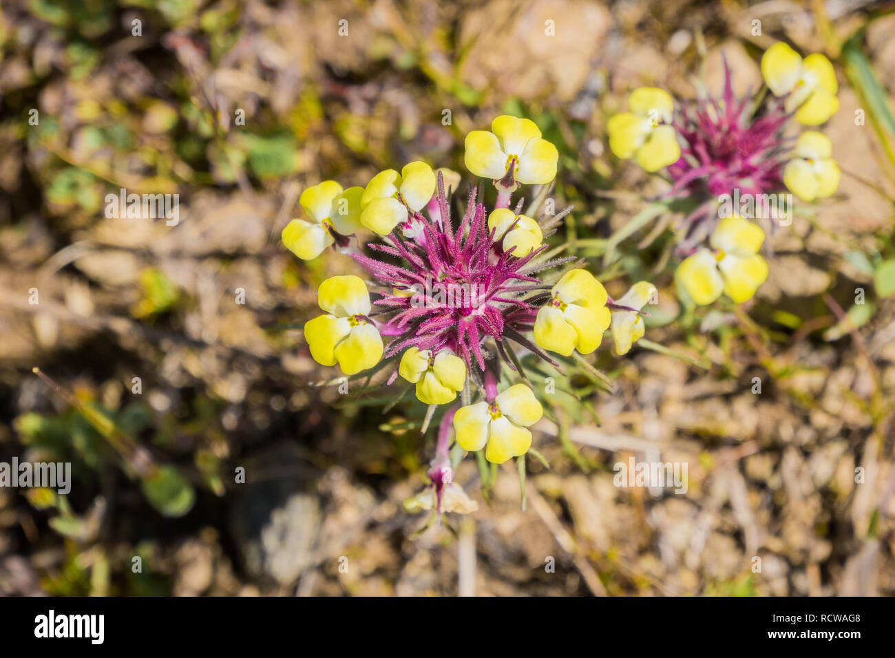 View from abovve of Butter'n'eggs (Triphysaria eriantha) wildflowers, California Stock Photo