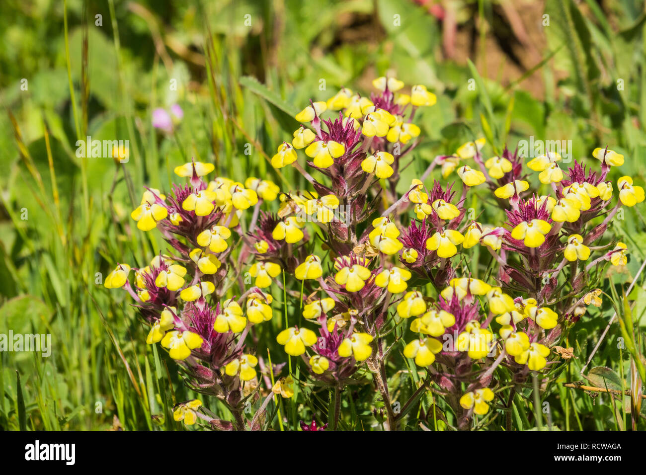 Butter'n'eggs (Triphysaria eriantha) wildflowers blooming on a meadow, California Stock Photo