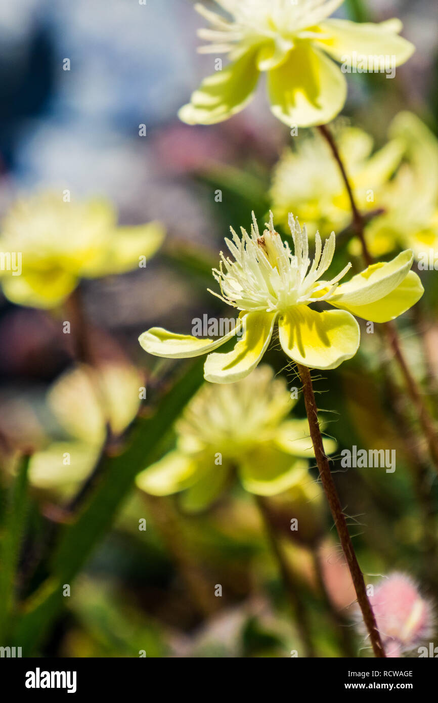 Close up of Cream Cups (Platystemon californicus) wildflowers, California Stock Photo
