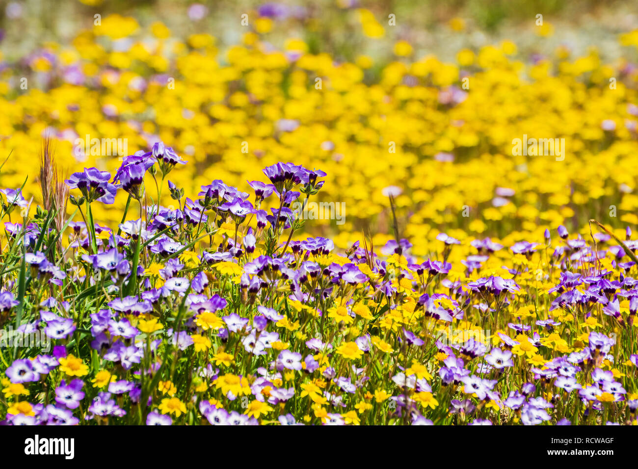 Goldfields and Gilia wildflowers blooming on a meadow, California Stock Photo