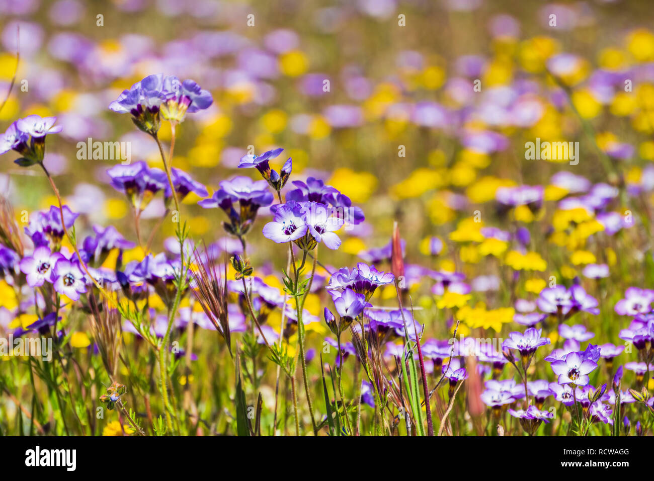 Goldfields and Gilia wildflowers blooming on a meadow, Henry W. Coe State Park, California Stock Photo
