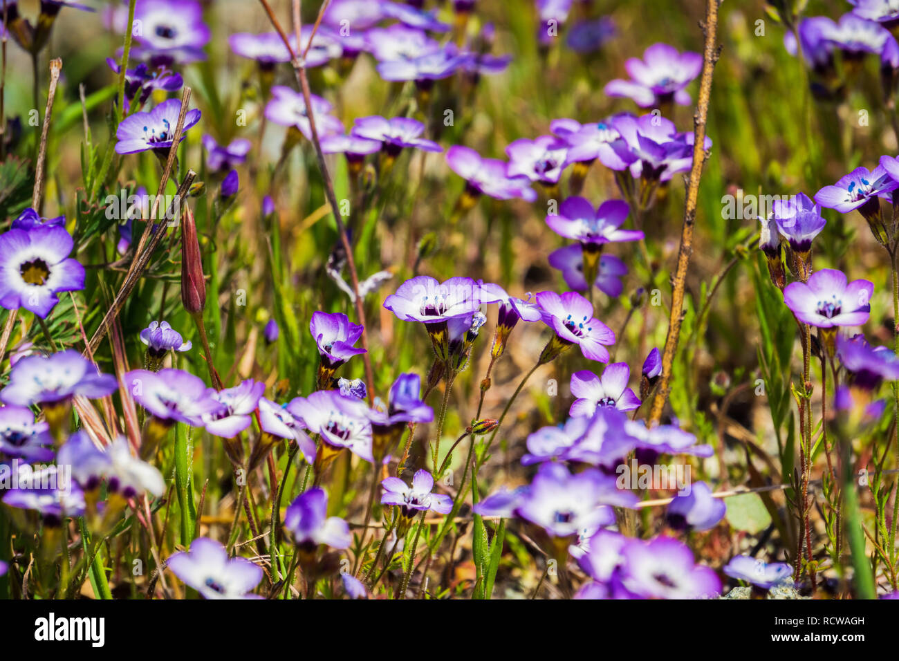 Gilia wildflowers blooming on a meadow, Henry W. Coe State Park, California Stock Photo