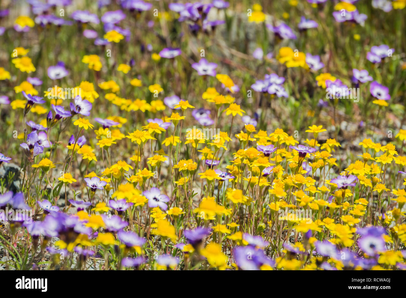 Goldfields and Gilia wildflowers blooming on a meadow, California Stock Photo