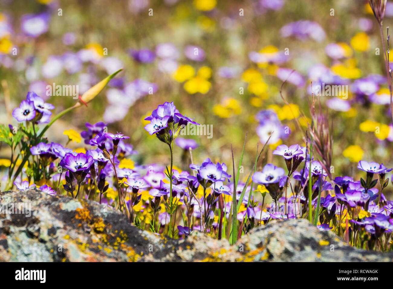 Gilia wildflowers blooming on a meadow, Henry W. Coe State Park, California Stock Photo