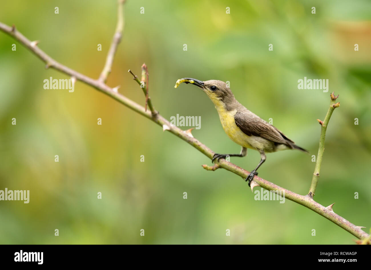Cute little spiderhunter bird eating a caterpillar, resting, singing