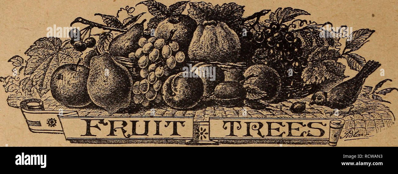 . Descriptive catalogue, new and standard fruits : seed corn, potatoes, oats, garden roots, and other farm seed. Nursery stock Ohio Catalogs; Fruit trees Seedlings Catalogs; Fruit Seedlings Catalogs; Commercial catalogs Ohio New Carlisle. 22 Choice New Fruits.. APPLES. Winter Maiden Blush. This fine ap- ple was produced from seed of the Fall Maiden Blush by Jason Down- ing, in Darke County, Ohio, in the spring of 1874. It made a vig- orous growth, and at the age of 7 years, it bore some excellent fruit, from which time it has produced fruit annually. In 1888, at the age of 14 years from seed, Stock Photo