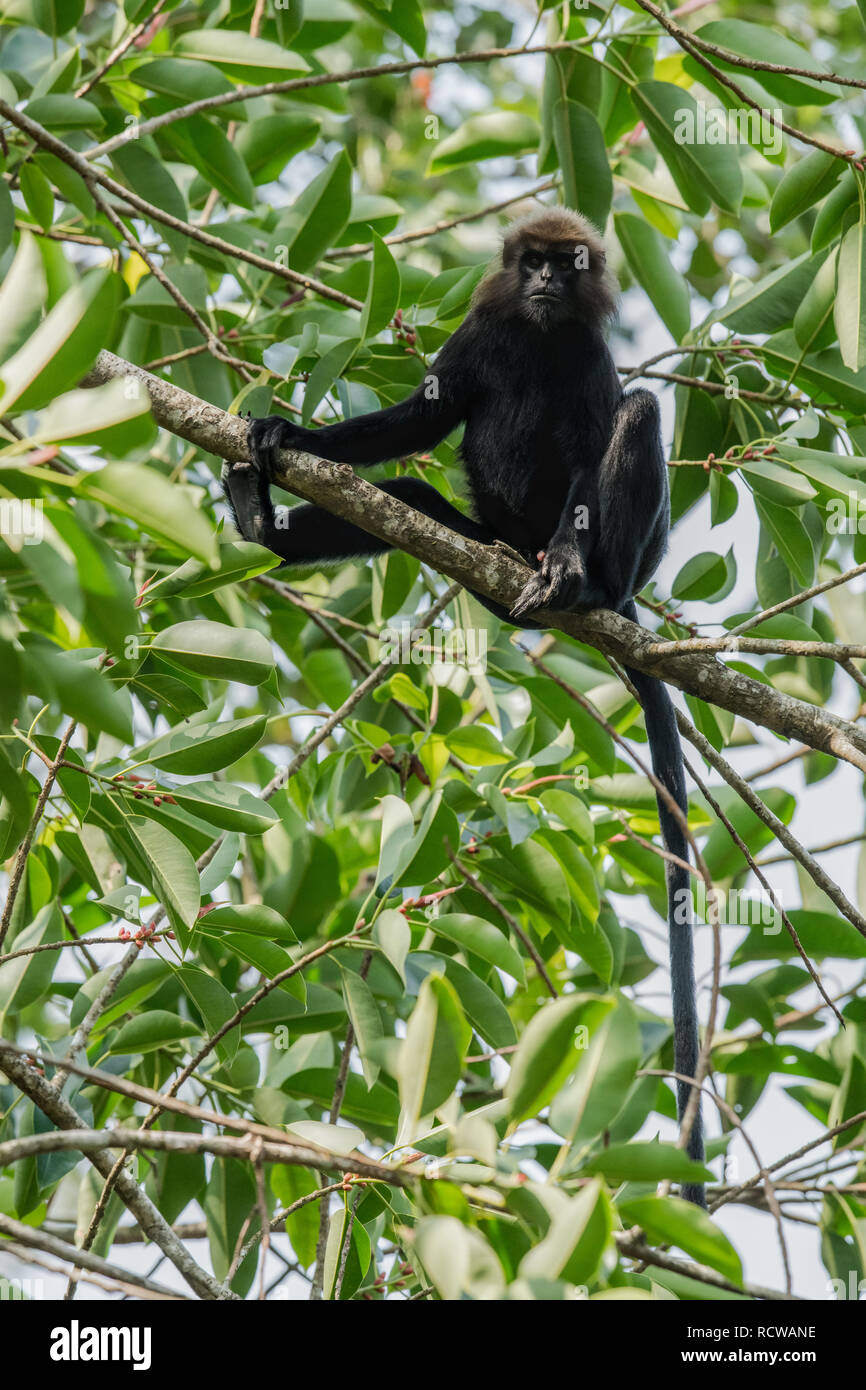 Nilgiri Langur monkey sat in a tree backlit with green leaves surround ...