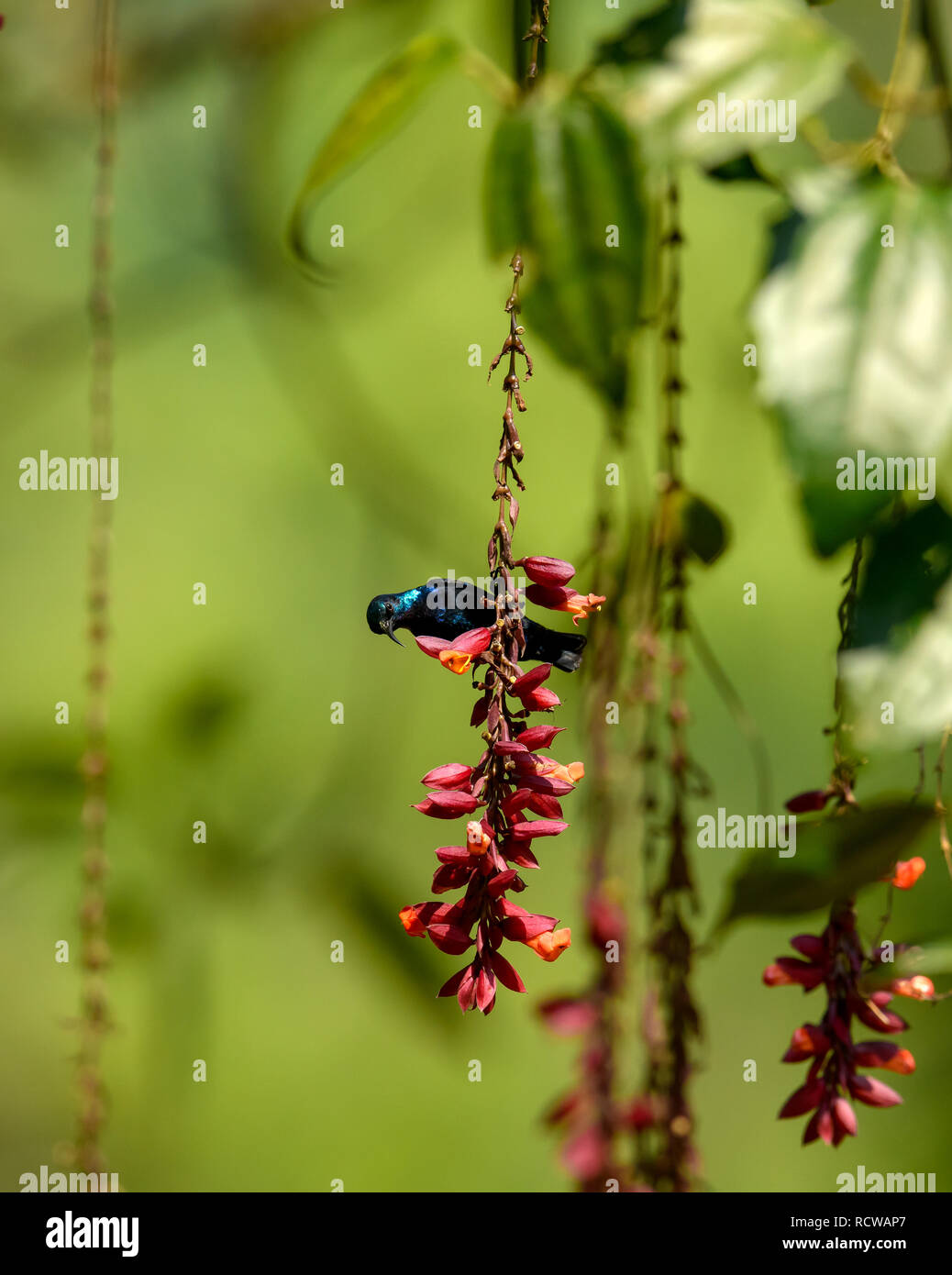 Purple sunbird / Scarlet-backed sunbird from Southeast Asian gardens and woodlands collecting nectar from a ladies shoe flower Thunbergia mysorensis. Stock Photo