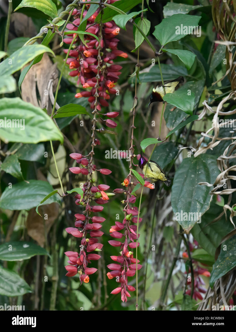 Purple sunbird / Scarlet-backed sunbird from Southeast Asian gardens and woodlands collecting nectar from a ladies shoe flower Thunbergia mysorensis. Stock Photo