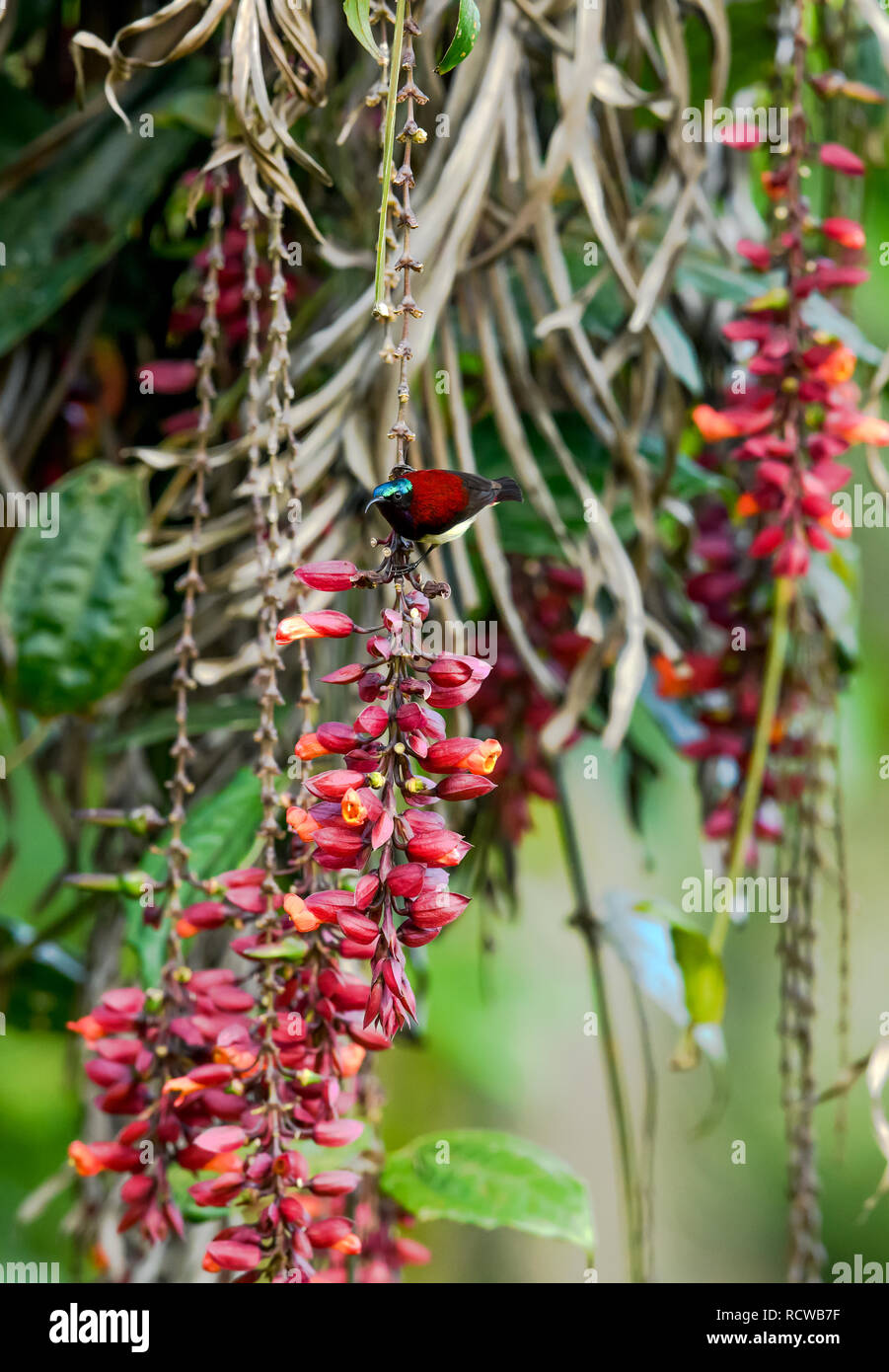 Purple sunbird / Scarlet-backed sunbird from Southeast Asian gardens and woodlands collecting nectar from a ladies shoe flower Thunbergia mysorensis. Stock Photo