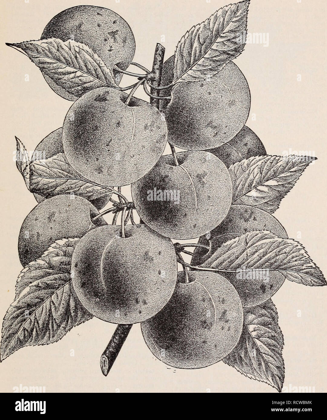 Descriptive Catalogue Of Fruits And Flowers Nurseries