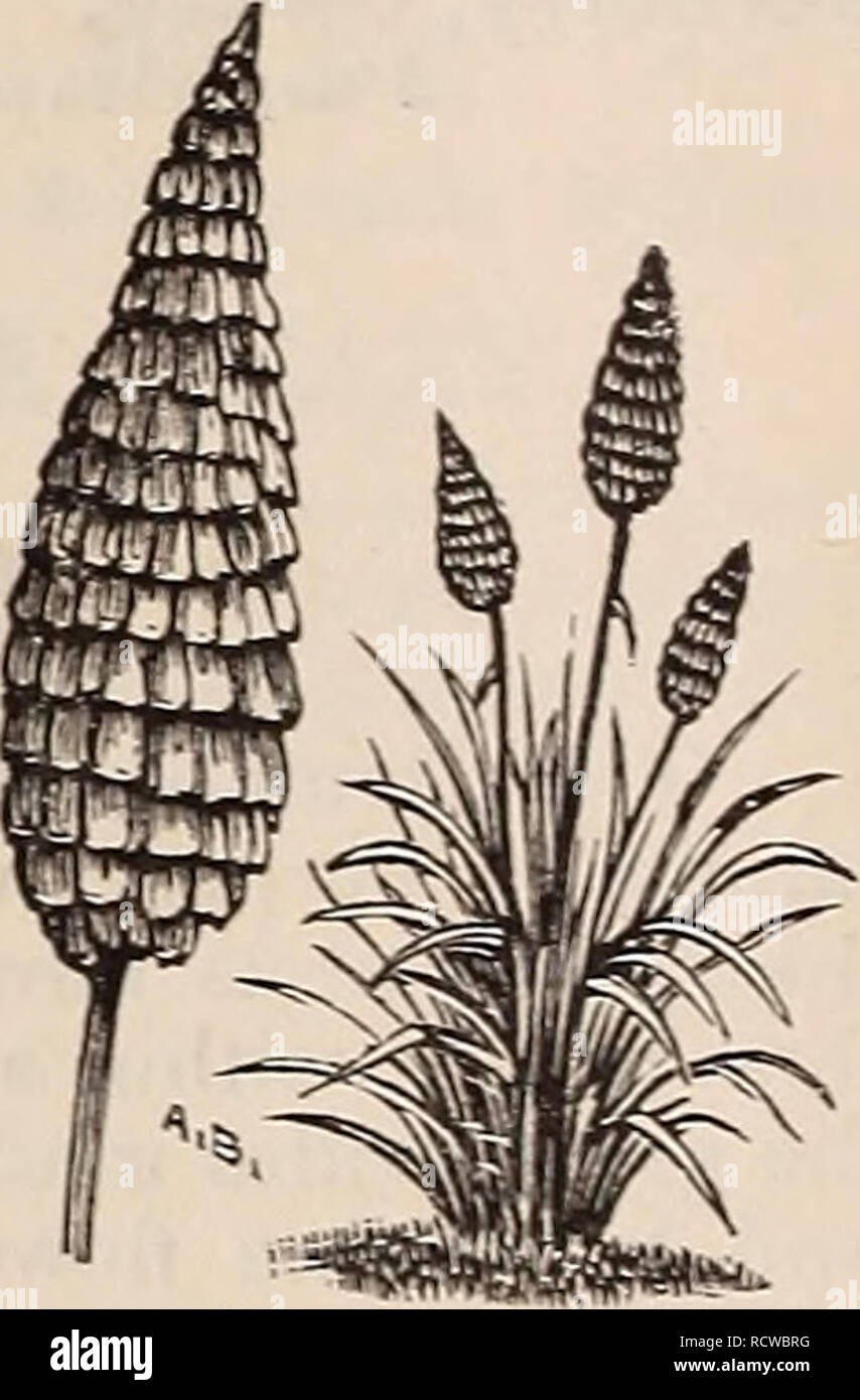 . Descriptive catalogue of trees, shrubs, vines and evergreens. Nurseries (Horticulture) Pennsylvania Catalogs; Trees Seedlings Catalogs; Ornamental shrubs Catalogs; Fruit Catalogs. Arundo donax variegata. Var. Bamboo... 50 Eulalia Japonica, Japau striped Grass 50 Zebrina, &quot; &quot; &quot; 50 Pampas Crass 50 The Eulalias are beautifully striped, and are entirely hardy. They grow four to five feechigrb, aiidform large clumps. The Pampas Grass can be left out in winter if the roots are covered with leaves. The Bamboo grows to a height of 10 to 15 feet, and as a center to a bed of Cannas or s Stock Photo