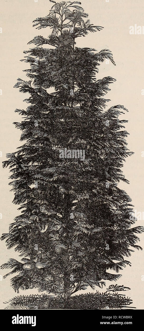 . Descriptive catalogue of fruit trees small fruits, etc.. Nursery stock, California, Catalogs; Ornamental trees, California, Catalogs; Evergreens, California, Catalogs; Shrubs, California, Catalogs. ORNAMENTAL DEPARTMENT. 19. Lawson Cypress. Euonymus Japonica—Golden-leaved {Aurea). *' &quot; Golden-margined (Latifolia Aurea Marginata). &quot; &quot; Radicans-variegata—A creeping variety, with silver-edged foliage. &quot; &quot; Silver-variegated (Argentea Variegata).. Please note that these images are extracted from scanned page images that may have been digitally enhanced for readability - c Stock Photo