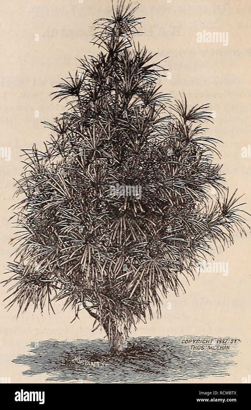 . Descriptive catalogue of trees, shrubs, vines and evergreens. Nurseries (Horticulture) Pennsylvania Catalogs; Trees Seedlings Catalogs; Ornamental shrubs Catalogs; Fruit Catalogs. MEEHANS' NUBSEBIES PRINOS. Ink Berry. Prinos glaber. a native shrub, -with neat, green foliage, and bearing dark berries in the falL. 75 RHODO ENDRON. Mountain Laurel. Rhododendron maximum &quot;5 &quot; punctatum 5i oo &quot; Vaseyi i oo (A full list of named hybrids is given further on.) Maximum is the Northern species, vnth. purplish pink flowers. Punctatum comes from the moun- tains of North Carolina. It has sm Stock Photo