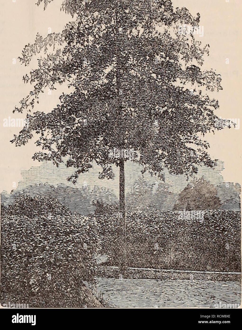 . Descriptive catalogue of trees, shrubs, vines and evergreens. Nurseries (Horticulture) Pennsylvania Catalogs; Trees Seedlings Catalogs; Ornamental shrubs Catalogs; Fruit Catalogs. 12 MEEHANS' NloRSERIES ty. It forms a large, spreading head. The leaves Quercus var. HartwiSSlana. Foliage of a-wayy are finel}' divided, and the acorns very small. Si 00 outline SI 50 (JuerCUS heterophylia. a rare native species, &quot; var. Louetta. The leaves are long andlanceo- with much divided leaves SI 50 , late. A beautiful variety SI 50 &quot; imbricaria, Laurel Oak. A beautiful kind, ; &quot; var. pectina Stock Photo