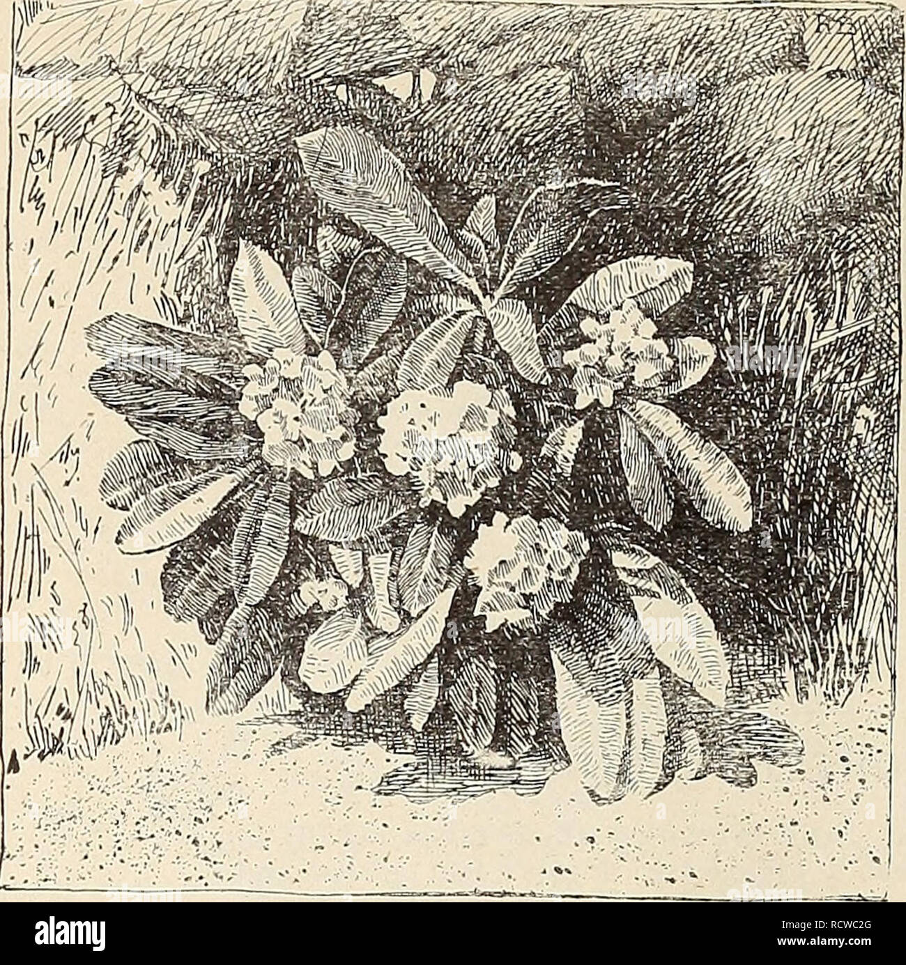 . Descriptive catalogue and price-list of native plants of the southern Alleghany Mountains including deciduous and evergreen trees, flowering shrubs, hardy herbaceous perennials, vines, orchids, ferns, aquatics and bog plants. Nurseries (Horticulture) North Carolina Catalogs; Plants, Ornamental Catalogs. 12 CATALOGUE OF THE HIGHLANDS NURSERY, KALMIA, continued. K. latifolia (Mountain Laurel).. From The American Garden. CLUSTER OF RHODODENDRON MAXIMUM. One of the best jof all our native evergreen shrubs, often 20 to 30 feet high in its wild growth among the mountains. Its close corymbs of larg Stock Photo