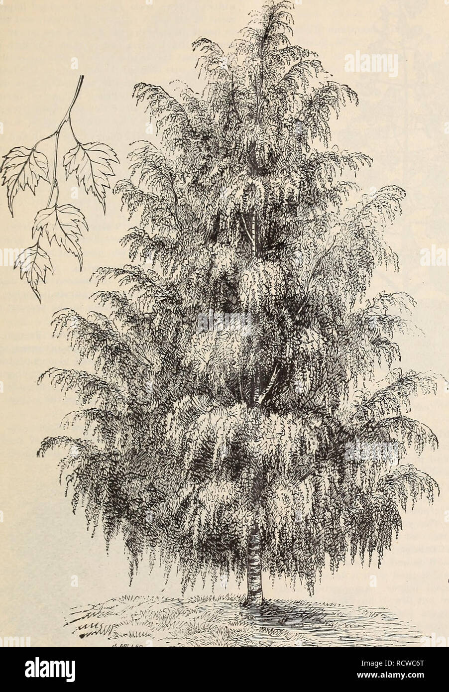 . Descriptive catalogue of ornamental trees, plants, vines, fruits, etc ...
