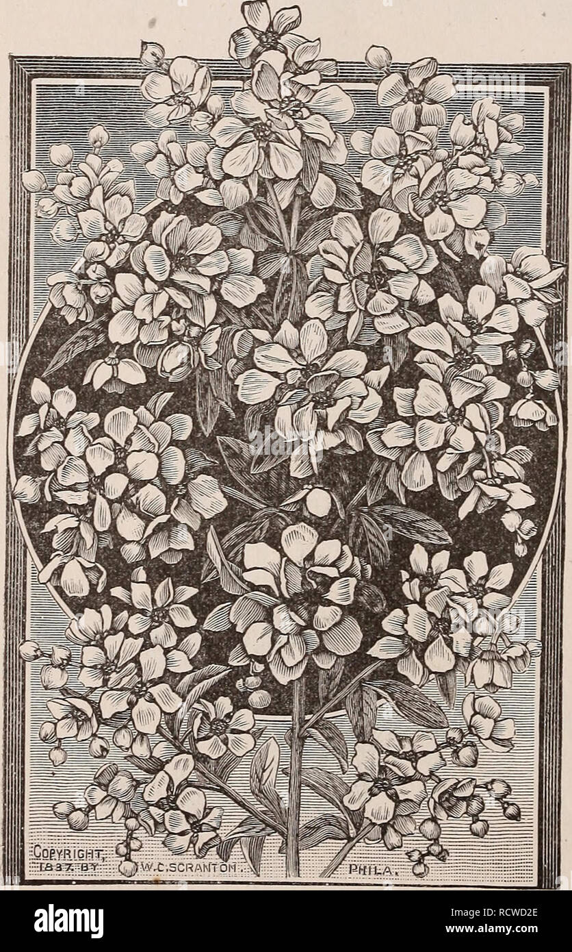 . Descriptive catalogue of fruit and ornamental trees, evergreens, grape vines, shrubs, bulbs, etc.. Nurseries (Horticulture) Ohio Catalogs; Trees Catalogs; Nursery stock Catalogs. 52 THE STORRS &amp; HARRISON CO.'S CATALOGUE Corcorus (Kerria.) JAPAN {Japonica)—A slender shrub, four or five feet high, with beautiful double yellow blossoms from July to October. VARIEGATA—A very slender grower with small green leaves edged with white. Daphne. MESEREUM PINK—(Mezereum)—Desirable because of blossoming so early, be- fore any other shrub, pink flowers borne in clusters. A very hardy shrub of • dwarfi Stock Photo