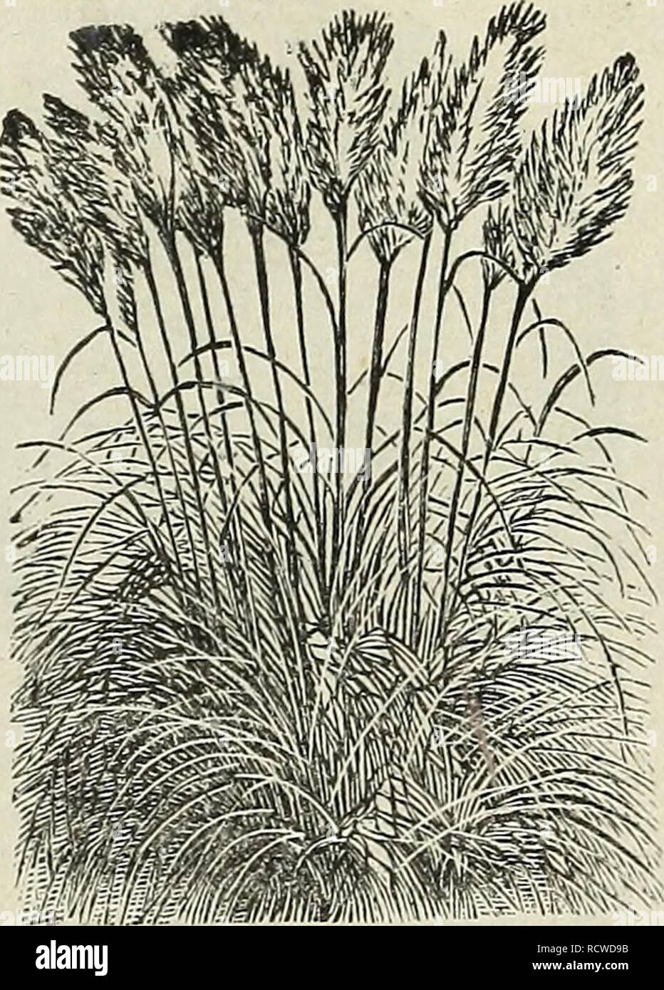 . Descriptive catalogue of fruit and shade trees, ornamental plants, palms, bulbs, etc. : season of 1890-91. Nurseries (Horticulture) California Catalogs; Fruit Catalogs; Gardening Catalogs; Trees Catalogs. CHAPPELOW'S J^URSERY, 9 Cekeus Grandifloka—Ni&lt;?ht blooming cereus. Flowers enormously large, iind of the rarest beauty, pure white and opening only at night; stock long, four angled. 15c to $3 each. C. TuBEKOSUS—A most distinct cereus; slender bet upright growth; blooms freely first year. Mexicans steep the teberous roots in alcohol, and use the de- coction to rub on parts of the body ef Stock Photo