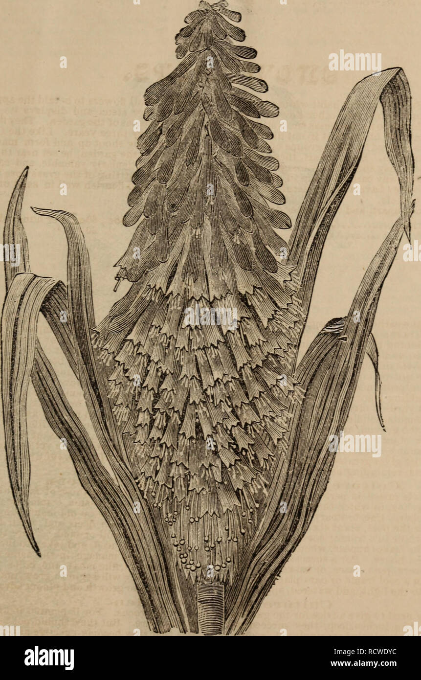 . Descriptive catalogue of Dutch and other splendid flowering bulbs. Seeds, Catalogs; Bulbs (Plants), Catalogs; Trade catalogs , Seeds; rbgenr. TBITOMA BUKCHELLI. See page 24.. Please note that these images are extracted from scanned page images that may have been digitally enhanced for readability - coloration and appearance of these illustrations may not perfectly resemble the original work.. Curtis & Cobb; Henry G. Gilbert Nursery and Seed Trade Catalog Collection. Boston, Mass. : : Curtis & Cobb Stock Photo