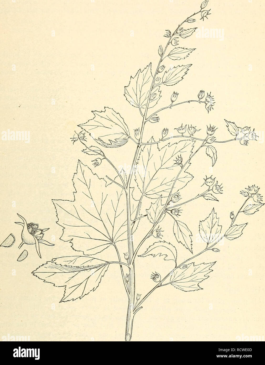 . A descriptive catalogue of useful fiber plants of the world, including the structural and economic classifications of fibers. Fibers. DESCRIPTIVE CATALOGUE. 321 Ureria lobata. Cjesae Weed. Exogen. Malvacecv. A small shrub. Common and native names.—Caesar weed (Fla.); Cadillo, (Venez.); Guaxima, or TJaixyma (Braz.); Bun-ochra (Intl.); Paita-appele (Ceyl.); Alc-iri (Yofiibaland). This species is almost cosmopolitan, as it is found in both temperate and tropical countries in many parts of the world. It is a very common species in many portions. Ftg. 101.—The Caspar weed, Urena lobata. of the Un Stock Photo