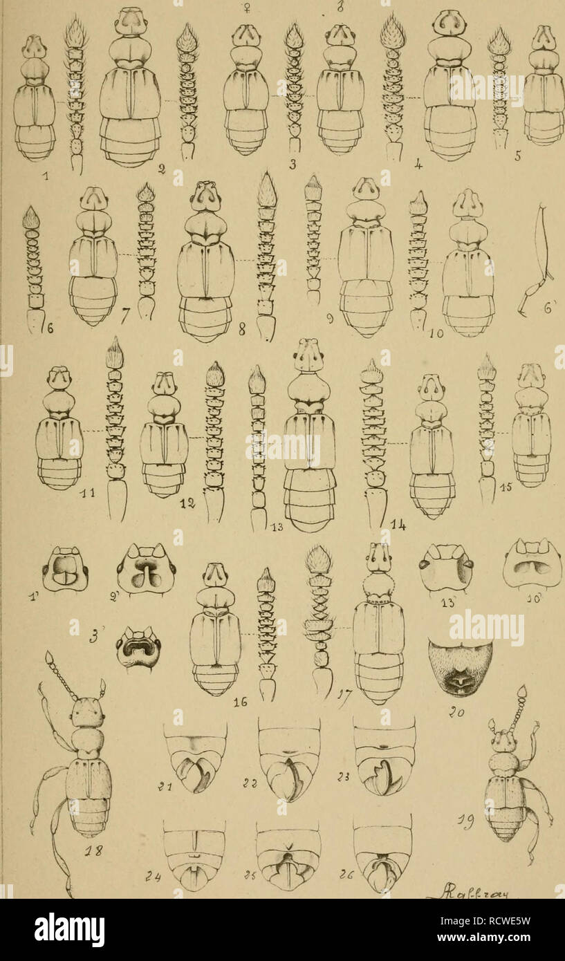 . Descriptive catalogue of the coleoptera of South Africa. Ground beetles; Pselaphidae. PL :xVi. ii h ^ â -H 22 r^ ?i ^L-^ 1, 2Â£ C. Please note that these images are extracted from scanned page images that may have been digitally enhanced for readability - coloration and appearance of these illustrations may not perfectly resemble the original work.. PÃ©ringuey, Louis. Cape Town : Published by the Society Stock Photo