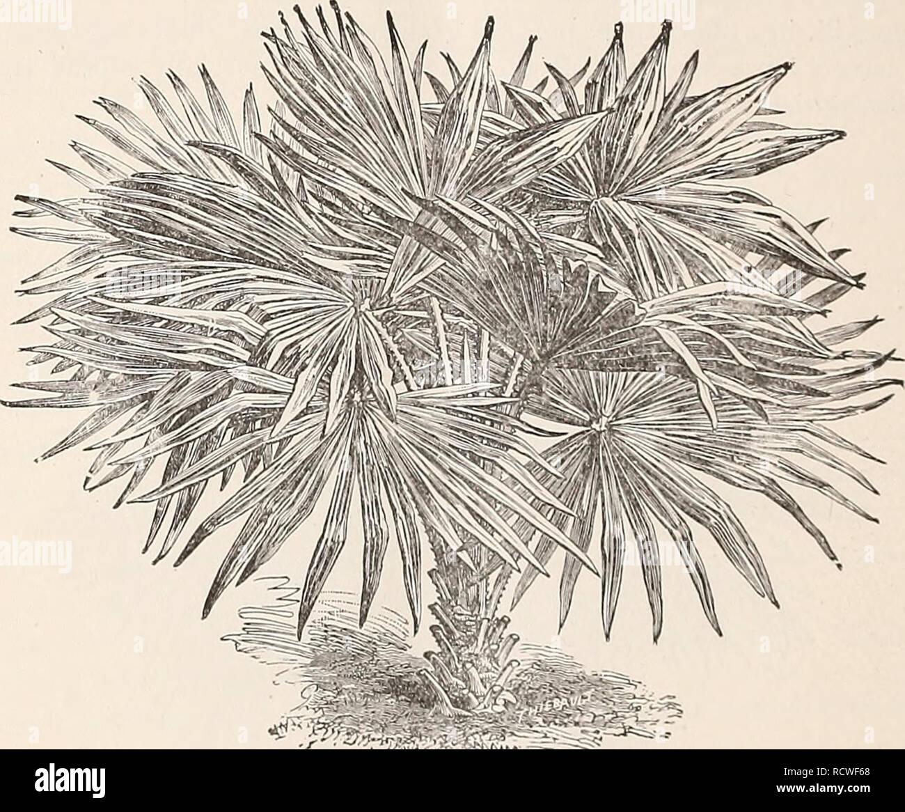 Descriptive Catalogue Of Deciduous And Evergreen Ornamental Trees