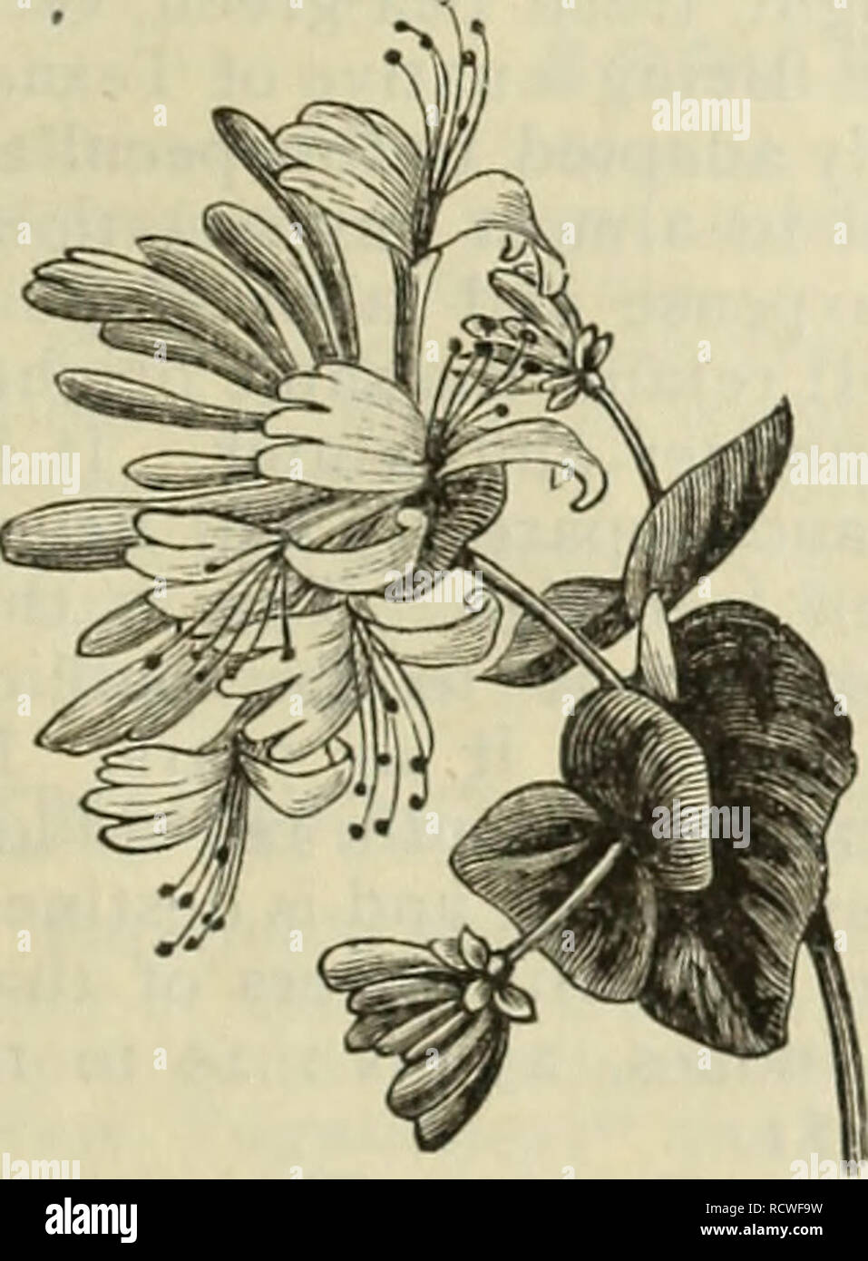 . Descriptive catalogue : trees plants seeds.. Trees Catalogs; Flowers Catalogs; Vegetables Seeds Catalogs; Commercial catalogs Texas Fort Worth; Trees; Flowers; Vegetables; Commercial catalogs. WEIGELA CANDIDA. Hardy Clirrjbirjg Pl&amp;rjts. The hardy climbers are simply indispensable for many ornamental uses. By planting them about an unsightly fence or old stump, it can be turned into an object of living beauty, and thus become a delight rather than an offense to the observer. Our assortment is select. Price, except where noted, 25 cents each, $2.50 per dozen. AMPELOPSIS quinquefolia. A str Stock Photo