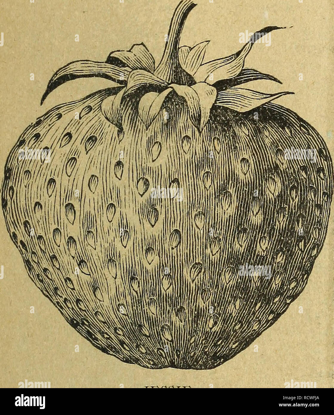 . Descriptive catalogue and price list of the Hillside Nursery and