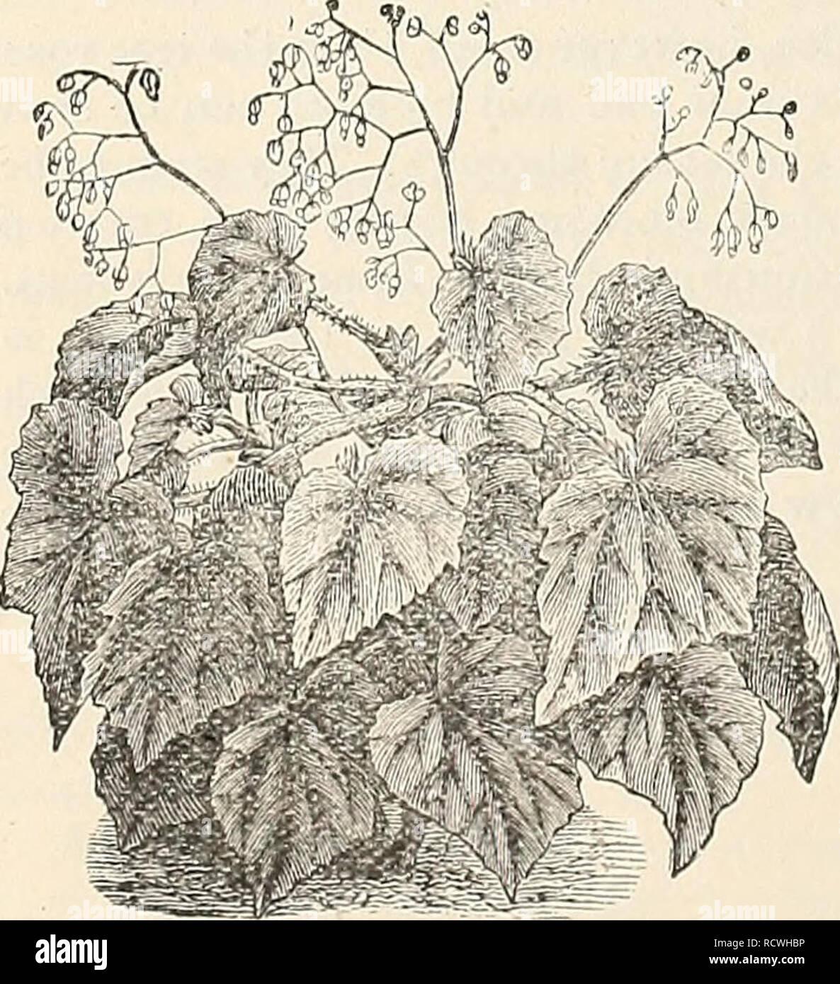 . Descriptive catalogue of the Jewell Nursery Co. Nursery stock Minnesota Catalogs; Plants, Ornamental Catalogs; Fruit Catalogs; Flowers Catalogs. REX liEGGNIA.. FLOWERING BEGONIA. FI.,0WE;5S.ING VASIIETIES. Alfoa Piifila.-Leaves glossy green, thickly spotted, silvery wliite. Arg'CSitea GMitata.—  cross b?tween Olbia and Alba Picta. Purple bronze leaves, oblong in shape, with silvery marln'ngs. Wh.ite flowers on the tips of the stems. It has the silvery blotches of Alba Picta, and beautiful form of Olbia. Semperfloire?.''.^') Elcgaxis.—Has'acompact mass of mediimi size, glossj', olive-green l Stock Photo