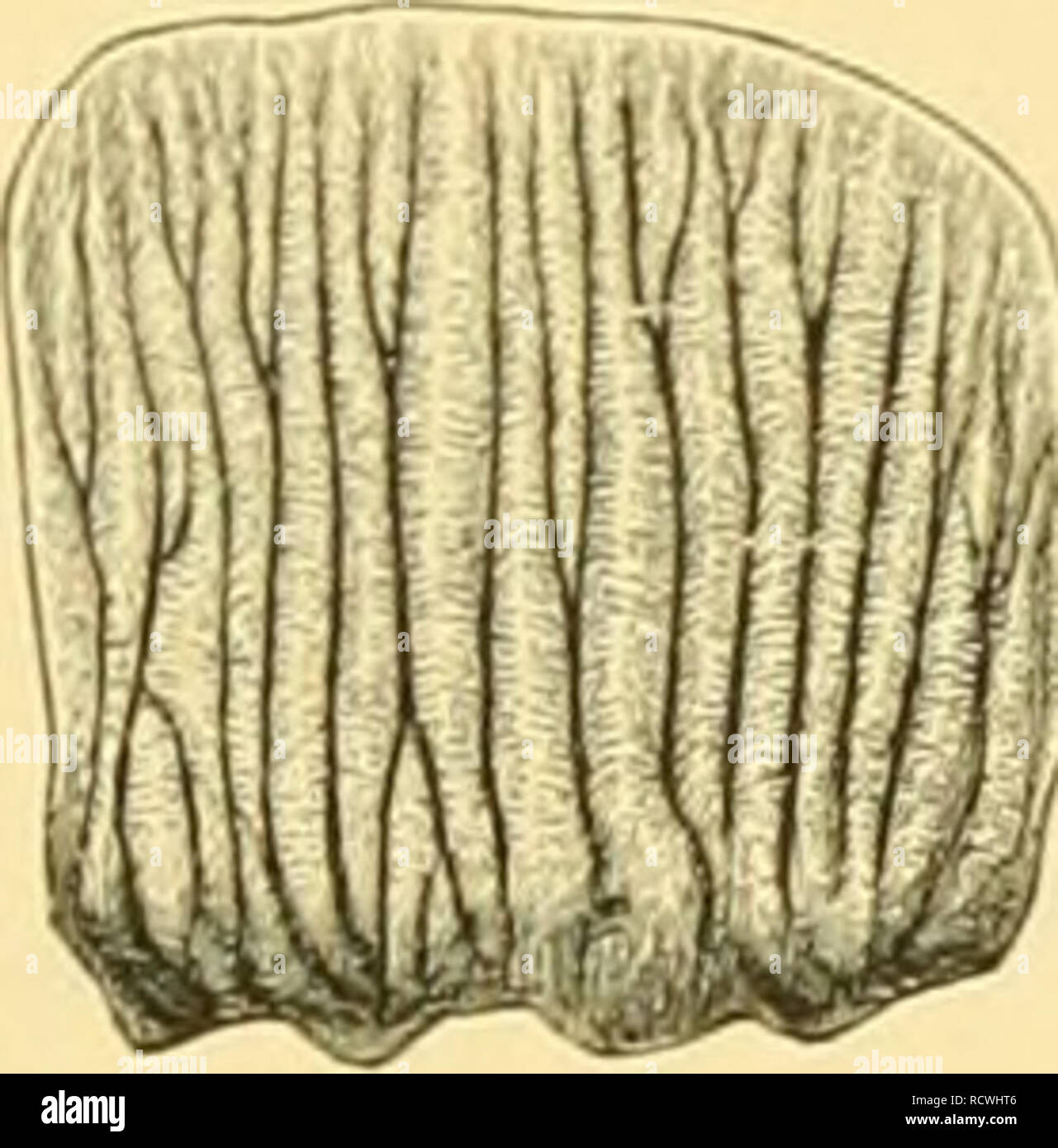 . Elemente der paläontologie bearbeitet. Paleontology. I. Thierreicil ...