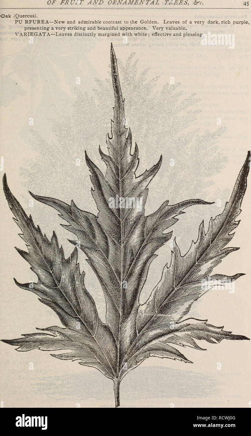 . Descriptive catalogue of fruit and ornamental trees, shrubs, plants, etc., etc., etc.. Nursery stock Massachusetts Catalogs; Fruit Catalogs; Fruit trees Catalogs; Ornamental trees Catalogs; Grapes Catalogs; Ornamental shrubs Catalogs; Flowers Catalogs; Roses Catalogs. wier's cut-leaved maple leaf.. Please note that these images are extracted from scanned page images that may have been digitally enhanced for readability - coloration and appearance of these illustrations may not perfectly resemble the original work.. J. A. Lewis (Firm); Henry G. Gilbert Nursery and Seed Trade Catalog Collectio Stock Photo