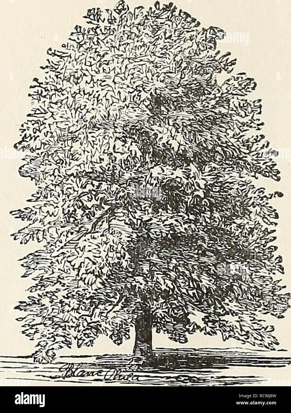 . Descriptive catalogue of fruits, and ornamental trees, garden fruits, roses, shrubs, etc.. Nurseries (Horticulture) Massachusetts Catalogs; Fruit trees Seedlings Catalogs; Fruit Catalogs; Trees Seedlings Catalogs; Roses Catalogs. 56 UPRIGHT DECIDUOUS TREES. -7; Poplar. ^.^ Carolina—Pyramidal in form, and robust in growtli. Leaves large, serrated and pale to deep green in color.. CAROLINA POPLAR. r Salisburea. Maiden Hair or Gingko Tree (Adiantifolia )—One of the most beautiful of lawn trees. A native of Japan. Of medium size, rapid growth, and rich, glossy, fern-like foliage. Rare and elegan Stock Photo