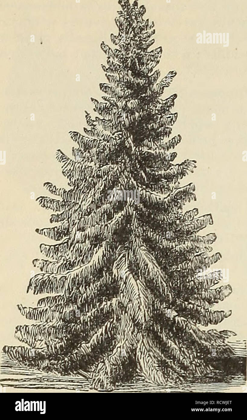 . Descriptive catalogue of ornamental trees, plants, vines, fruits, etc.. Nurseries (Horticulture) Pennsylvania Catalogs; Plants, Ornamental Catalogs; Trees Seedlings Catalogs; Flowers Seeds Catalogs. 12 SA/naEL C. AooN's Descriptive Catalogue.. ABIES CANADENSIS. (HEMLOCK.) ABIES balsamea (Balsam Fir, Balm of Gilead). A very pretty tree while young, but loses its beauty in a few years. 3 feet, 75c. A. canaden- sis (He m- lock Spruce; syn., Tsuga canademis). One of the hardiest and fastest growers; one of the most grace- ful and de- s 1 r a b 1 e evergreens for lawn or for o r n a- mental hed-  Stock Photo