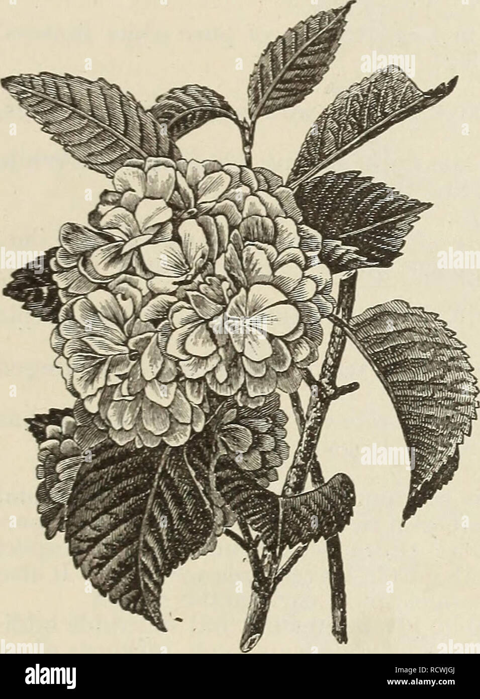 . Descriptive catalogue of fruit andornamental trees, shrubs, roses, etc.. Nurseries (Horticulture) New York (State) Catalogs; Fruit Catalogs; Trees Catalogs. /l.LrSTR.lTEn nESCRTPTU'E CATALOGUE Spirea. CALLOSA ALBA.—A white-flowering varieU&quot;, of dwarf habit; verv fine. DOl'BLE FLOWERING PLUM LEAVED {PnmifoHa fl. pl)—V^ry beauti- ful ; its flowers are hke white daisies ; from Japan. Blooms m May. DOUGLASI (Doug:las' SpireT?a)—Has spikes of beautiful deep rose-colored flow- ers in Uilv and August. EXIMEA—Flowers bright rose color. July. One of the best. ELM LEAVED {CYmi/'olia)—Leaves somew Stock Photo