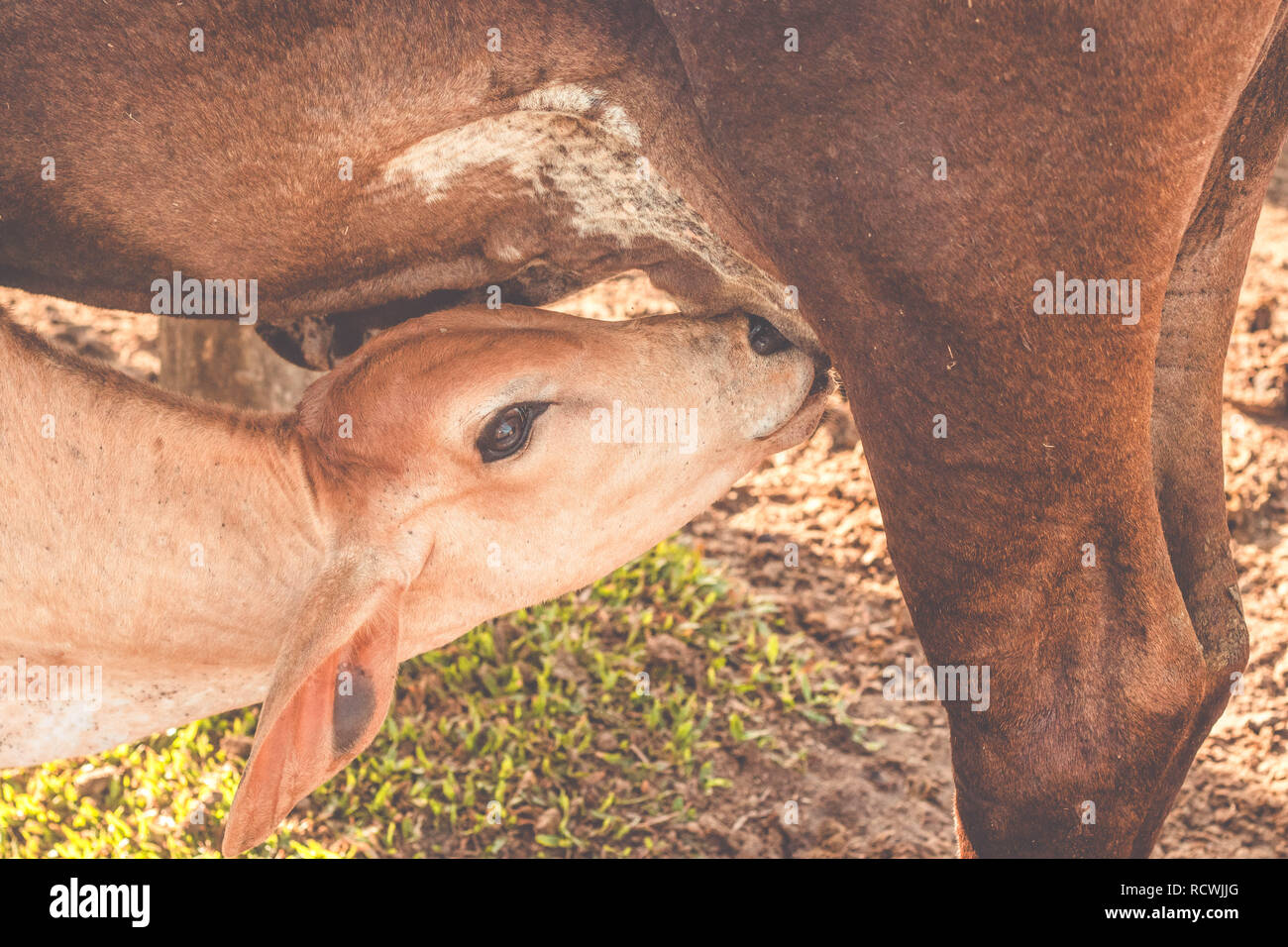 Animal feed milk mother hi-res stock photography and images - Alamy