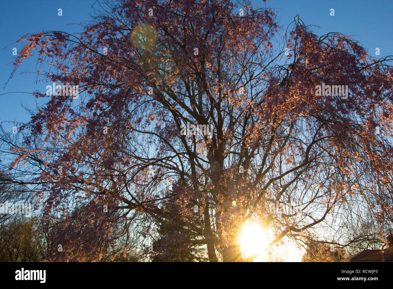 Weeping Cherry Tree in Spring, Ohio Stock Photo Alamy