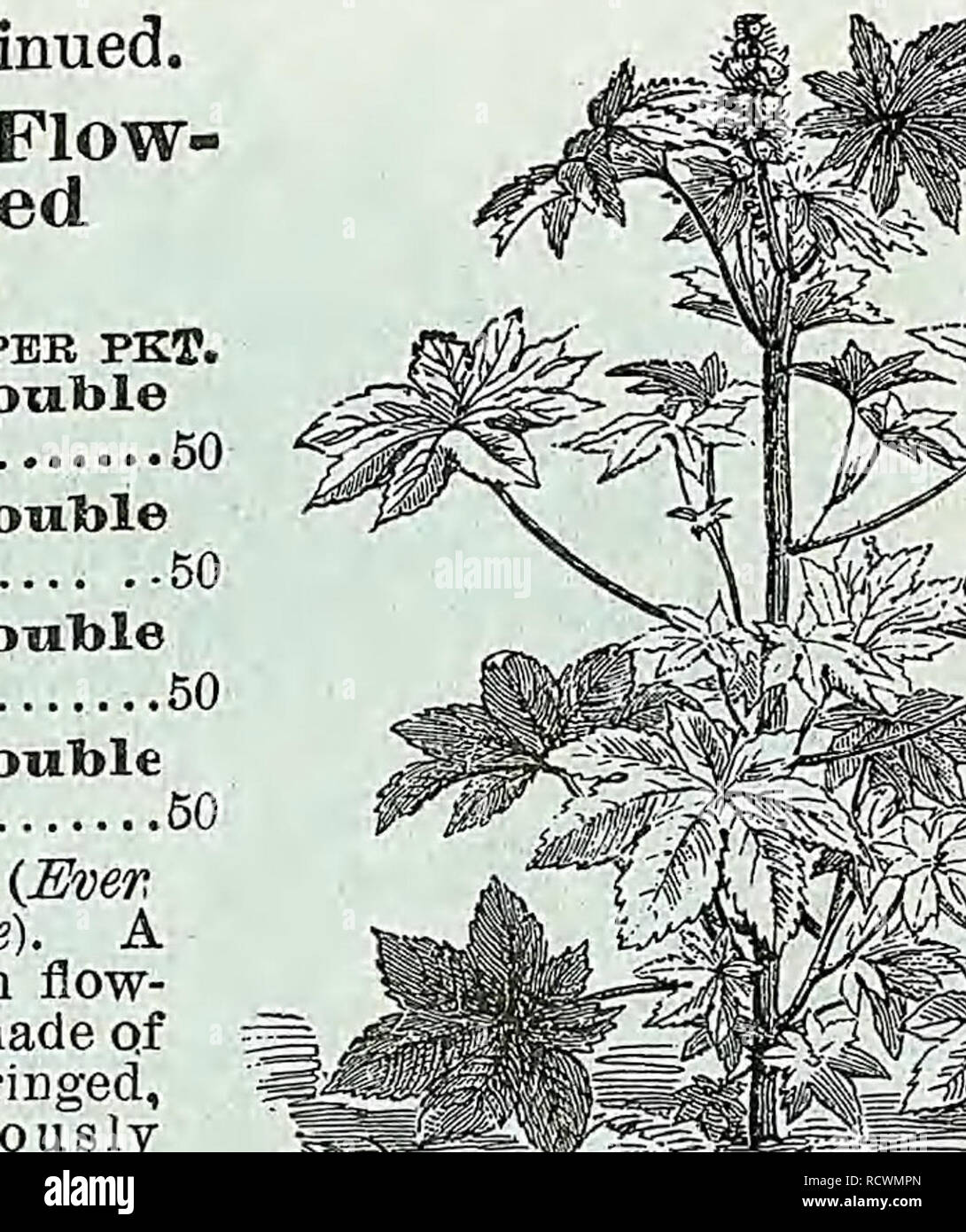 . Descriptive catalogue of vegetable, flower, and farm seeds. Nurseries (Horticulture); Nursery stock; Seeds; Bulbs (Plants); Gardening; Equipment and supplies; Bedding plants; Weeber &amp; Don. SANVITALIA PROCTJMBENS. PER PKT. Magnificent bedding plants of the most brilliant and effective character. Laden with gorgeous scarlet spikes, a bed of Sal- via Splendens forms a beautiful and highly attractive object. H. H. P., 2 ft. Coccinea. Scarlet, free-flowering. H. H. A 10 Patens. Rich deep blue, fragrant , 20 Splendens. Bright scarlet, spikes varying from sixteen to twenty-four inches in length Stock Photo