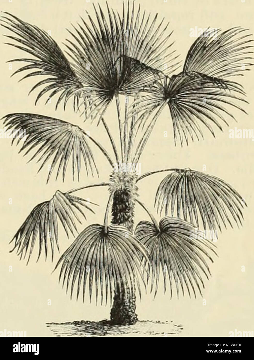 Descriptive Catalogue And Price List Tropical And Semi Tropical Fruit Trees Palms Ornamental Plants Orchids And Greenhouse Plants Nurseries Horticulture Florida Catalogs Tropical Crops Catalogs Fruit Trees Seedlings Catalogs Trees Seedlings