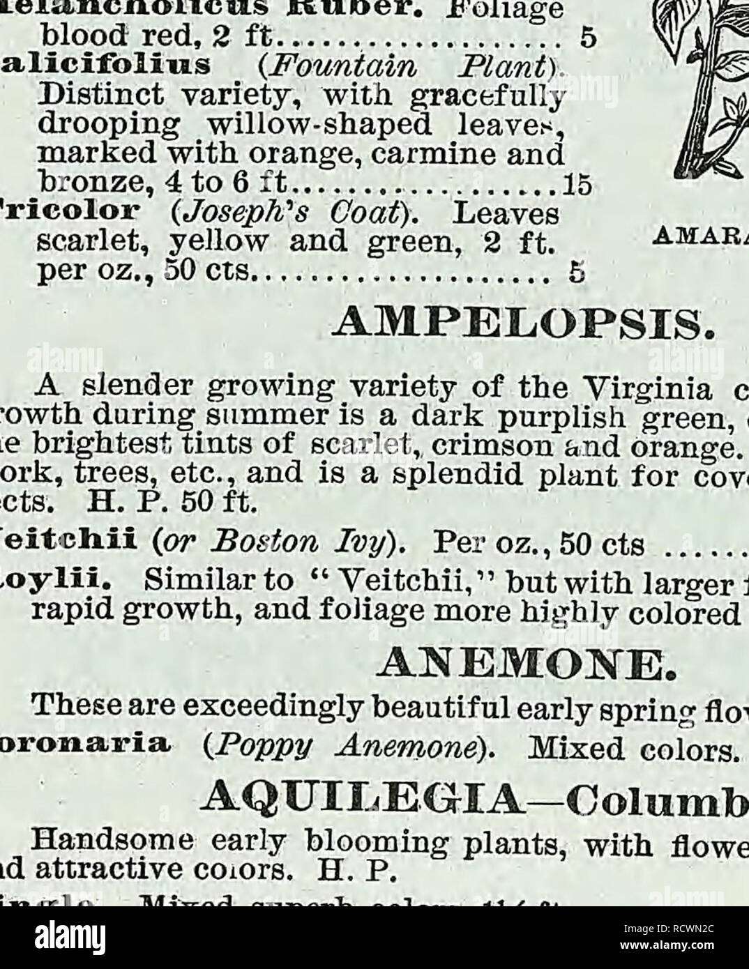 . Descriptive catalogue of vegetable, flower, and farm seeds. Nurseries (Horticulture); Nursery stock; Seeds; Bulbs (Plants); Gardening; Equipment and supplies; Bedding plants; Weeber &amp; Don. ANTIRRHINUM. ARNEBIA CORNUTA—Arabian Primrose. PER PKT. The blossoms are of a brilliant yellow color with five large black spots. The latter change into a coffee-brown shade on the second day, and disappear altogether cn the third day of its bloom, so that pure yellow and spotted flowers are on the same flowering branch. H.A.,2f.t 25 ASPARAGUS PLUMOSUS 1ST AN A. Graceful and feathery bright green folia Stock Photo