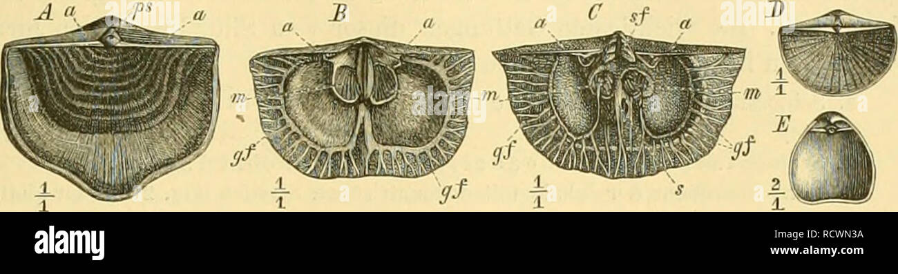 Page 6 Gf 2 High Resolution Stock Photography And Images Alamy