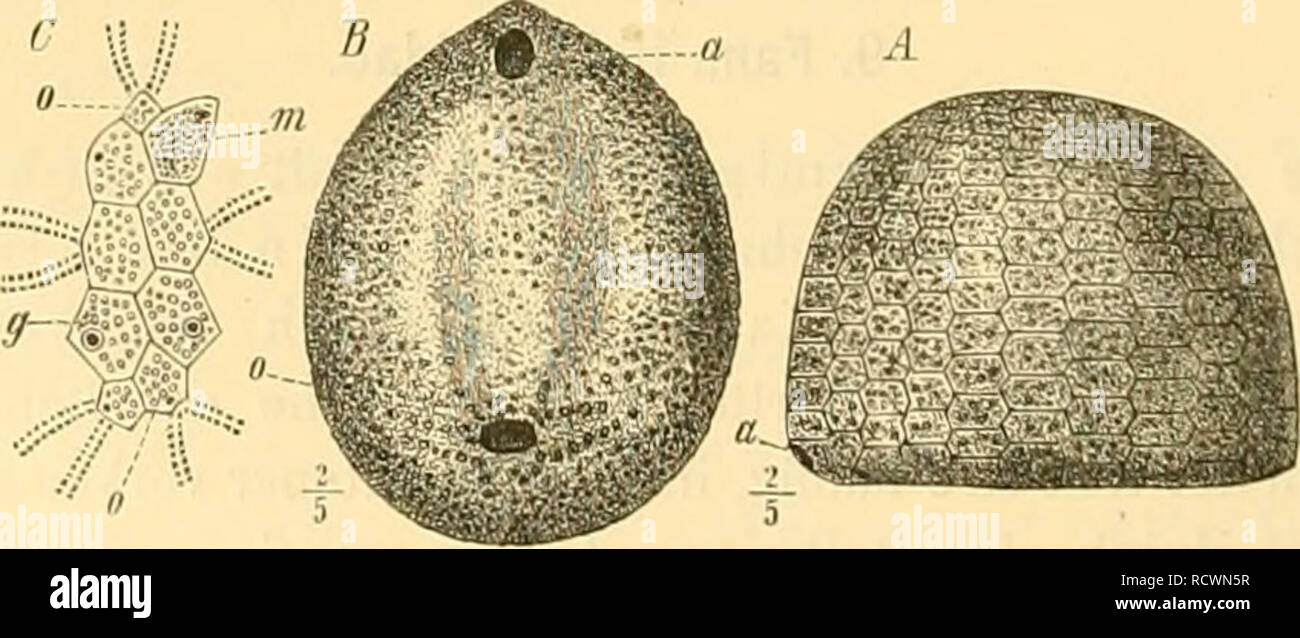 . Elemente der palÃ¤ontologie bearbeitet. Paleontology. Fig. 14Ã. AâC CoUyritts bicotdaUr Leske sp. Oberes Oxford (Terrain Ã¤ chailles). Fringeli, Berner Jura. .1 Sctale von oben; a = AfterlÃ¼cke; b = Bivium; ir = Trivium; f = Ã¼berzÃ¤hlige Tafeln des Sebeitelschildes. B von unten; o = MundlÃ¼clie. C vorderer Thoil des Scbeitelschildes (Trivium) mit 4 Genitaltafeln {g), von denen die eine die Madreporenplatte (m), und a Augentafeln (o). sehen Bivium und Trivium liegen 2 lange Reihen von tlber- zÃ¤hligen Tafeln (A l). MundlÃ¼cke rund. Auf Dogger. Malm und Untere Kreide beschrÃ¤nkt. C' vi'YiQG'i Stock Photo