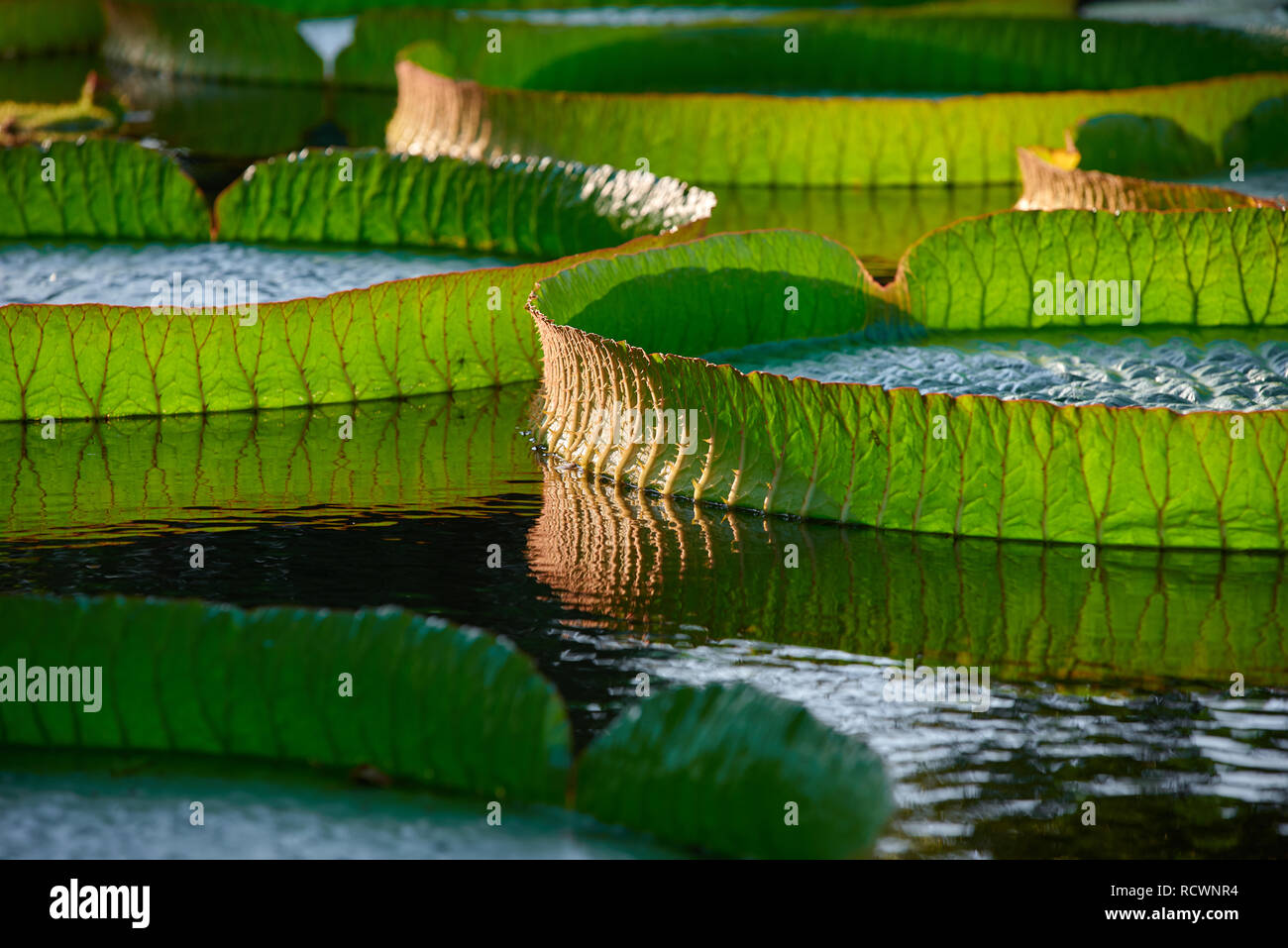 Close up of floating giant water lilies Stock Photo