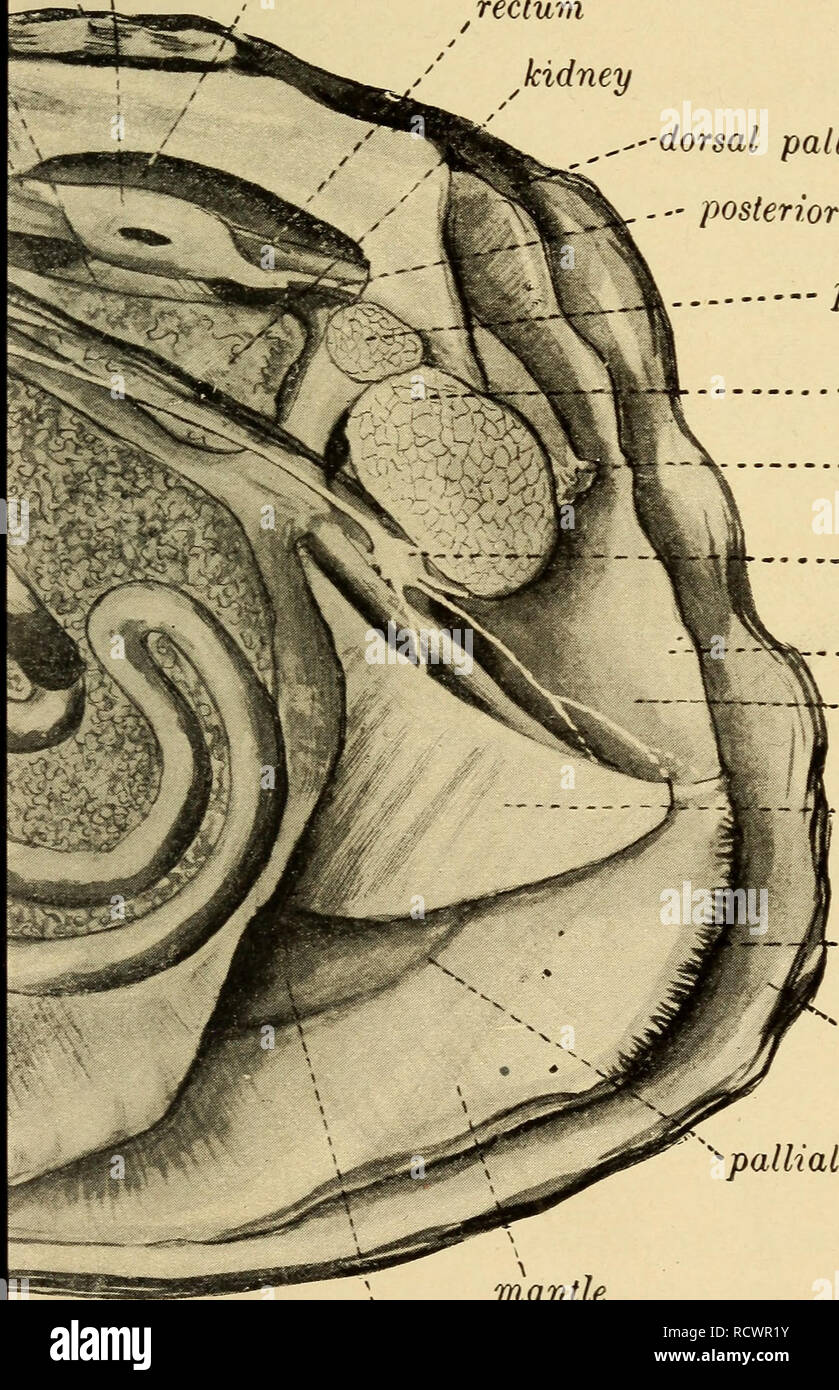 Elementary Zoology Zoology Ventricle I Pericardium J Rectum Kidney A Dorsal Pallial Aperture Posterior Aorta Post Retractor Post Adductor Amis A Quot Dk Fcyi Visceral Ganglion M W B W W