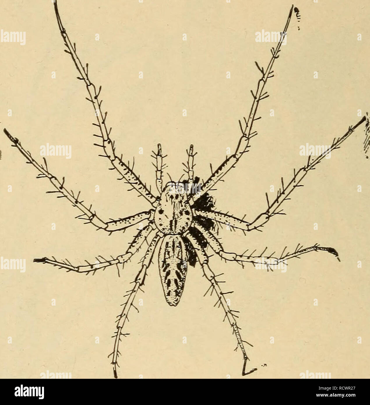 . Elementary zoology. Zoology. 234 ELEMENTARY ZOOLOGY the hunting