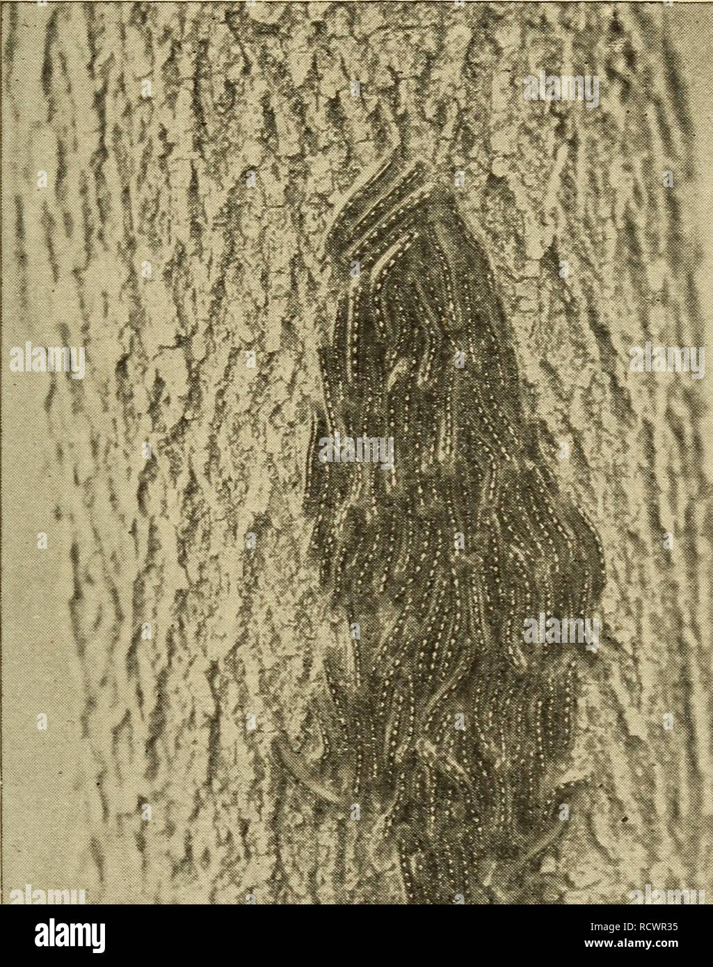 Mummy Insect . Elementary zoology. Zoology. BRANCH ARTHROPODA; CLASS INSECT A: THE ...