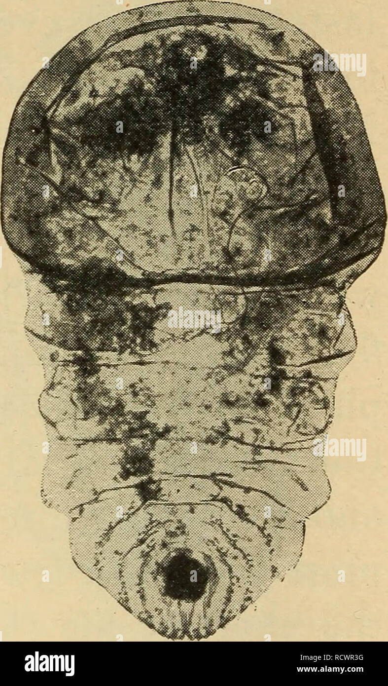 . Elementary zoology. Zoology. Fig. 62.—The female red orange scale ...
