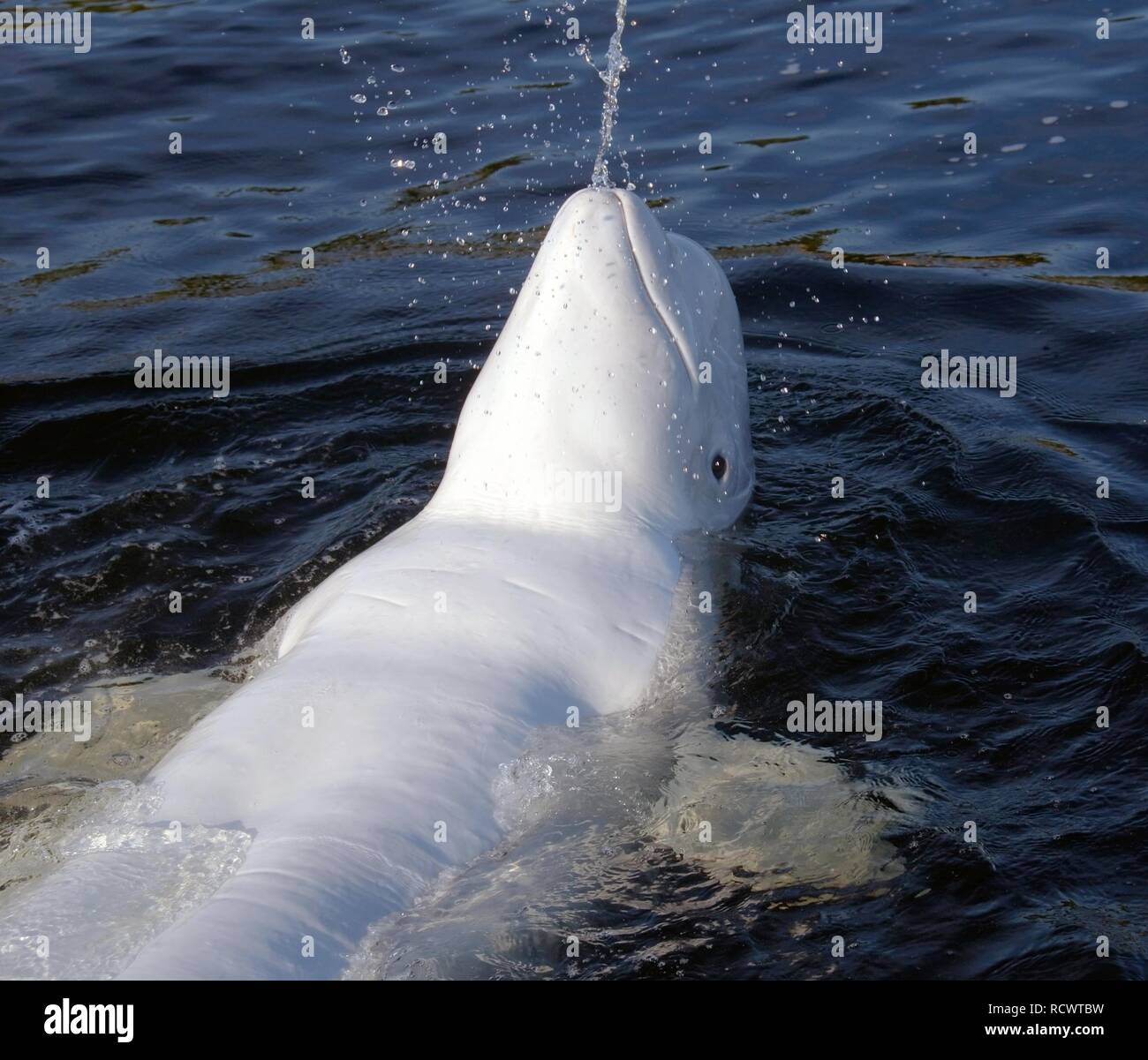 Beluga whale (Delphinapterus leucas), Kareliya, Russia, White Sea, Arctic Stock Photo