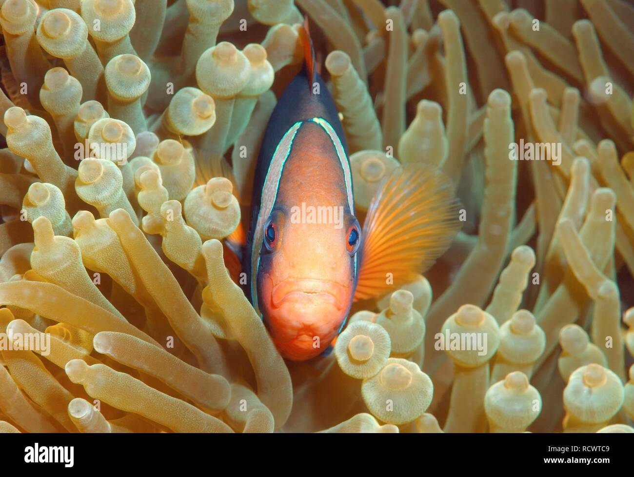 Cinnamon clownfish or Fire clownfish (Amphiprion melanopus), Redang Island, Malaysia, Southeast Asia Stock Photo