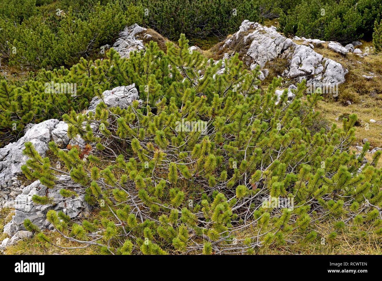 Mountain Pine (Pinus mugo), Sexten Dolomites, South Tyrol, Alto-Adige, Italy Stock Photo